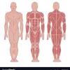 See more ideas about anatomy, anatomy reference, anatomy drawing. 1