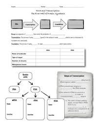 Transcription and translation worksheet answer key, transcription and translation worksheet answer key and dna transcription and translation worksheet are three of main things we want to present to you based on. Rna And Transcription Worksheet Or Guided Notes By D Meister Tpt