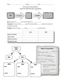 Transcription and translation practice worksheet answers beautiful. Rna And Transcription Worksheet Or Guided Notes By D Meister Tpt