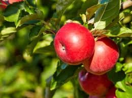 Benefits of pruning fruit trees. Benefits Of Pruning Fruit Trees