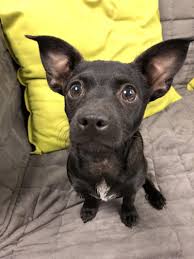 Find and adopt a pet on petfinder today. Adopt Peanut On Petfinder Animal Rescue Animals Pets
