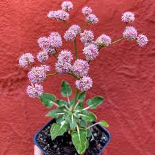 Image result for Eriospermum roseum