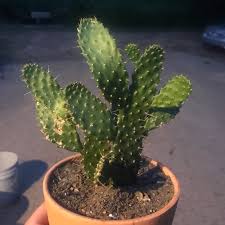 All cactus can bloom when they're mature, but not all do. 7 Types Of Cactus Found In India Different Varieties Of Cactus Plants