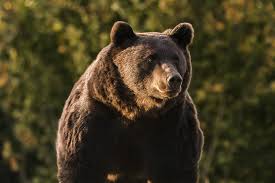 The gallery of former prime ministers of romania throughout history. Romania Investigates Case Of Bear Killed By Austrian Prince