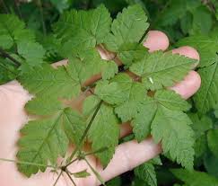 Licorice is herbaceous perennial legume about 1 m tall. Wild Aniseroot And Sweet Cicely Are Native Cousins Of Parsley
