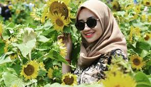 Lihat ide lainnya tentang bunga matahari, bunga, matahari. 4 Kebun Bunga Matahari Yang Bikin Selfie Makin Berseri