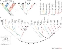 Whether you are looking for essay, coursework, research, or term paper help, or with any other assignments, it is no problem for us. The Evolution Of Cell Types In Animals Emerging Principles From Molecular Studies Nature Reviews Genetics