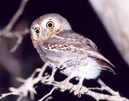 We have a growing collection of coloring pages for kids. Category Elf Owls Guardians Of Ga Hoole Wiki Fandom