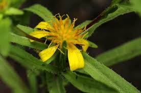 Image result for Geigeria