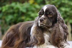 Many of the cockers and field spaniels (long before the breed was divided into two separate breeds) were chocolate. Reese A Chocolate And White American Cocker Spaniel With Tan Points