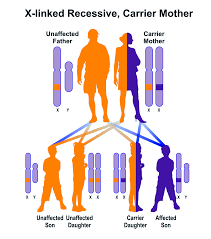 Color Blindness Red Green Partial Hereditary Ocular Diseases