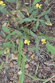 Image result for Rhynchosia holstii