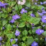 Image result for Browallia americana