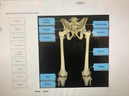 Bone basics and bone anatomy. Solved Saved Label The Bones Of The Lower Body Femur Lum Chegg Com