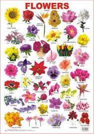 India is a festive land. Flower Images With Name Indian Flower Names All Flowers Name