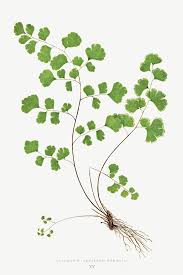 Image result for Adiantum capillus-veneris
