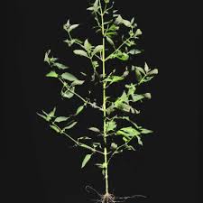 Image result for Dicliptera pumila