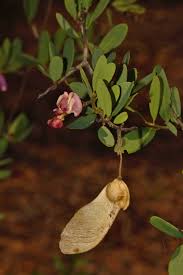 Image result for Securidaca longepedunculata