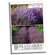 Image result for Lavandula angustifolia `Vera`