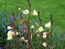 Image result for Oenothera stricta