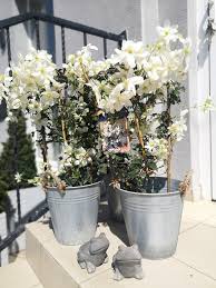 Check spelling or type a new query. Evangel Clematis Cartmanii Avalanche Prave Teraz V Facebook