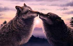 View and share our wolf wallpapers post and browse other hot wallpapers, backgrounds and images. Wallpaper Forest Sunset Two Wolves Images For Desktop Section Zhivopis Download