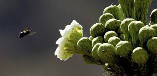Check spelling or type a new query. Unprecedented Outbreak Of Side Blooms On Saguaros In Arizona