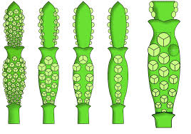 Image result for Phragmanthera crassicaulis