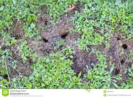 Mouse Holes On Garden Lawn Stock Photo Image Of Hole 26545036