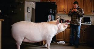 Meet Esther the Wonder Pig: Family adopts "micro pig," then it grows to 650  pounds - CBS News