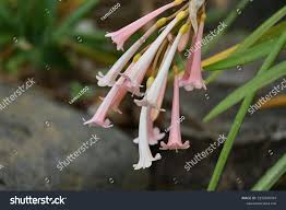 Image result for Cyrtanthus mackenii