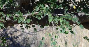 Image result for Albizia anthelmintica