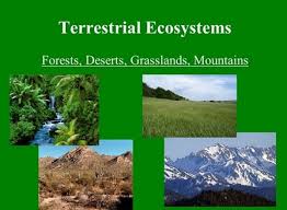 What are terrestrial terrestrial animals: Terrestrial Habitat Science Quiz Quizizz