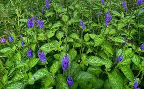 Image result for Stachytarpheta urticifolia