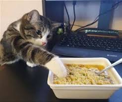 If you're using canned, choose sodium free. Pin On We Love Kitties