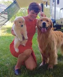 All of our current puppies/litters are spoken for. We Did It Going Best In Specialty Show On A Steamy Summer Day At The Yankee Golden Retriever Specialty Mystic And His Golden Retriever Dog Training Dog Show