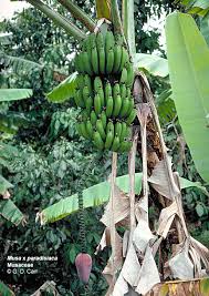 Image result for Musaceae