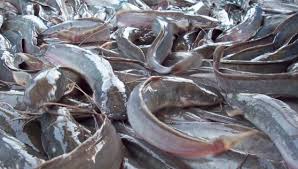 Lihat juga youtube ternak ikan keli yang sudah beredar. 14 Cara Budidaya Ikan Lele Ukuran Kolam Keuntungan Panen
