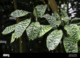 Image result for Dracaenaceae