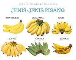Pisang raja adalah salah satu jenis pisang yang paling mudah ditemui di pasaran. Hasha Kerepek Enterprise Jom Kenali Jenis Pisang Di Malaysia Facebook