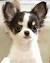 Apple Head Long Haired Chihuahua