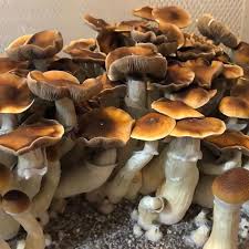 Image result for Eschenbachia tigrensis