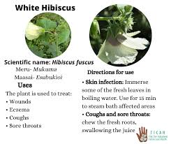 Image result for Hibiscus fuscus