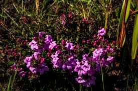 Image result for Behnia reticulata