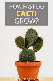 In some types, you can hardly notice visible signs of growth. How Fast Do Cacti Grow Learn More At Smartgardenguide Com Cactus How To Grow Cactus Cactus Flower