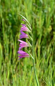 Image result for Gladiolus microspicatus