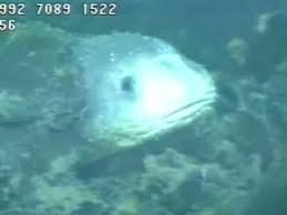 ˈsteːfan lœˈveːn), nacido el 21 de julio de 1957, es un político y sindicalista sueco. Blobfish Youtube Off 62 Www Daralnahda Com