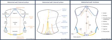 Abdomen anatomy stock photos and images. Figure Surface Anatomy And Abdominal Wall Incisions Contributed By William Flynn Mb Bchir Statpearls Ncbi Bookshelf