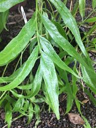 Image result for Coniogramme