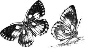 Free shipping on most items. The Project Gutenberg Ebook Of Glimpses Of Nature And Objects Of Interest Described During A Visit To The Isle Of Wight By Mrs Loudon